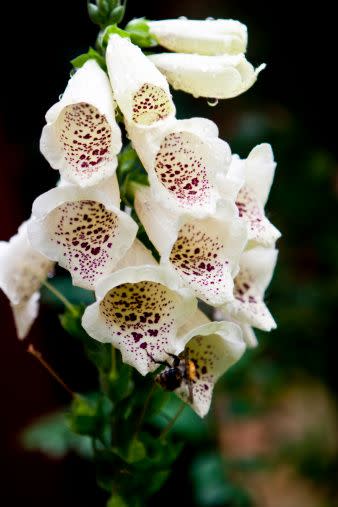 white flowers white flower names