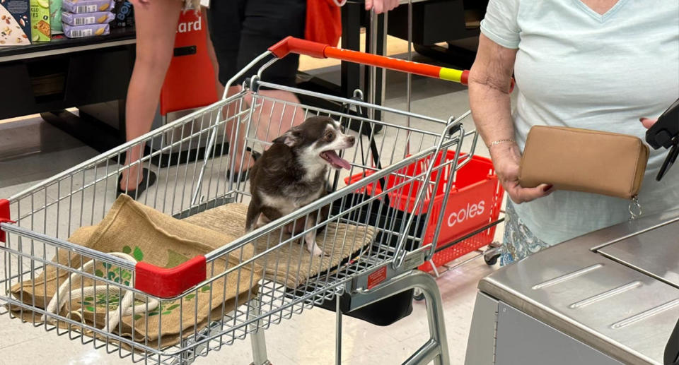 The dog can be seen sitting inside a Coles shopping cart at checkout. 