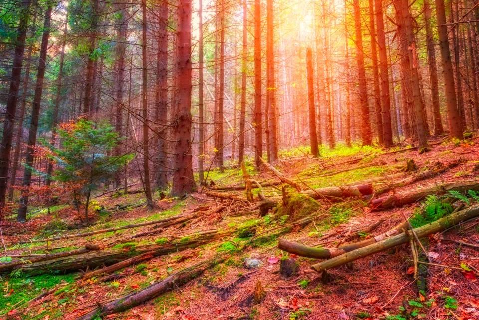 <p>A sunny pine forest in Slovakia. // Date unknown<br></p>