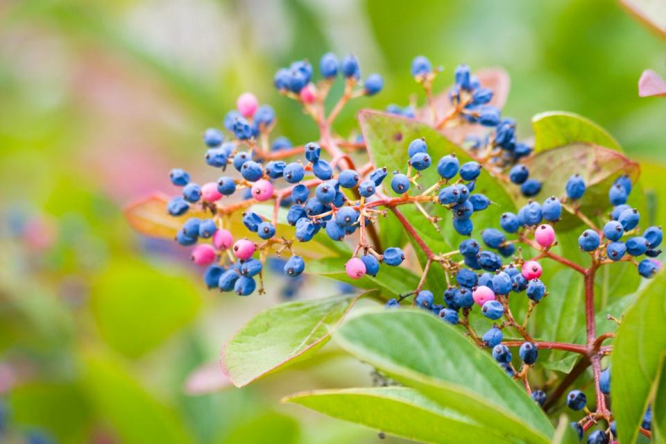 close view of colorful blue berries of winterthur viburnum