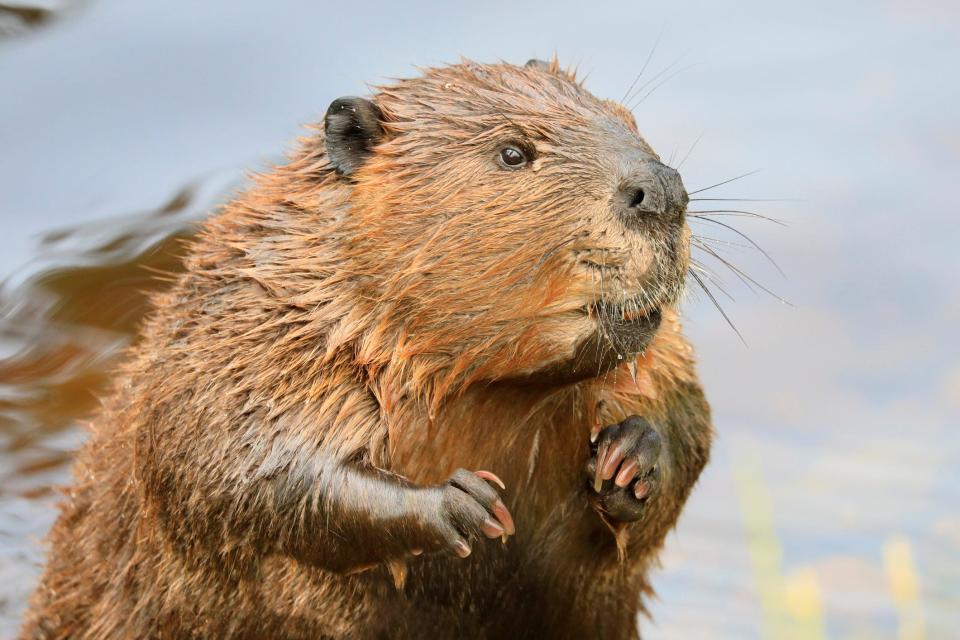 Image of a North American beaver.