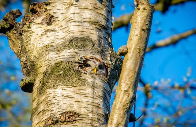 Can you spot the owl in this tree?