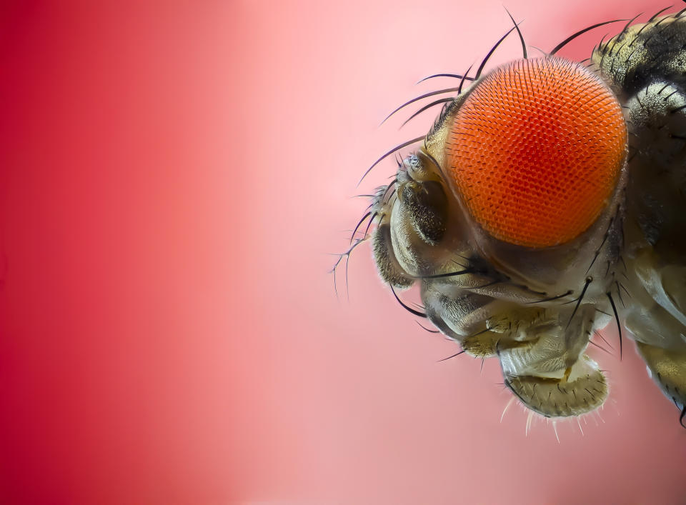 Gefährlich werden die Fruchtfliegen den Menschen nicht, aber sie sind nervig und unhygienisch. (Bild: Getty Images)