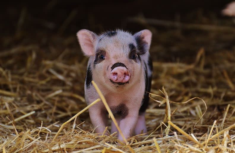 艾菲爾說，屬豬要小心農曆十二月，可能有桃花劫。（示意圖／翻攝自pixabay）