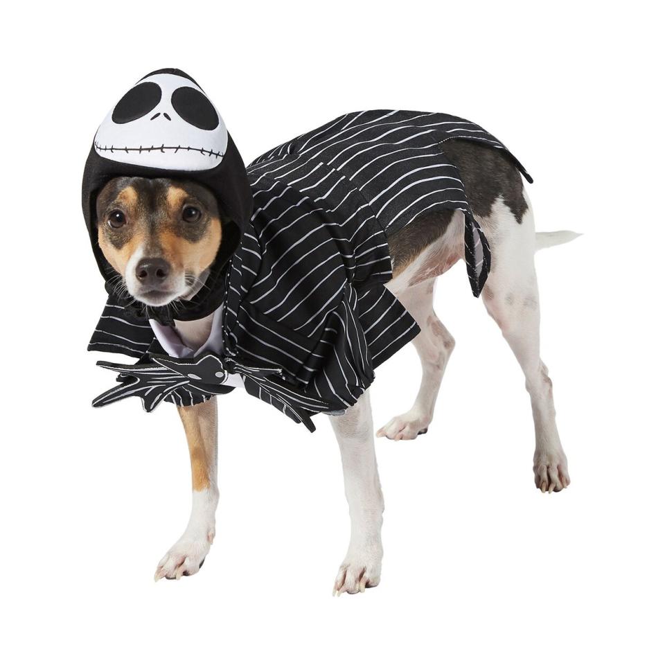 Dog wearing a Rubie’s Costume Company Jack Skellington Dog Costume on a white background