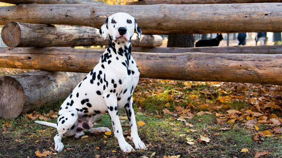 Dalmatian dog