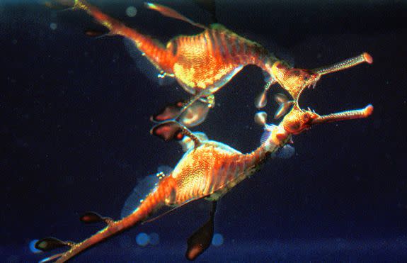 A Weedy Seadragon