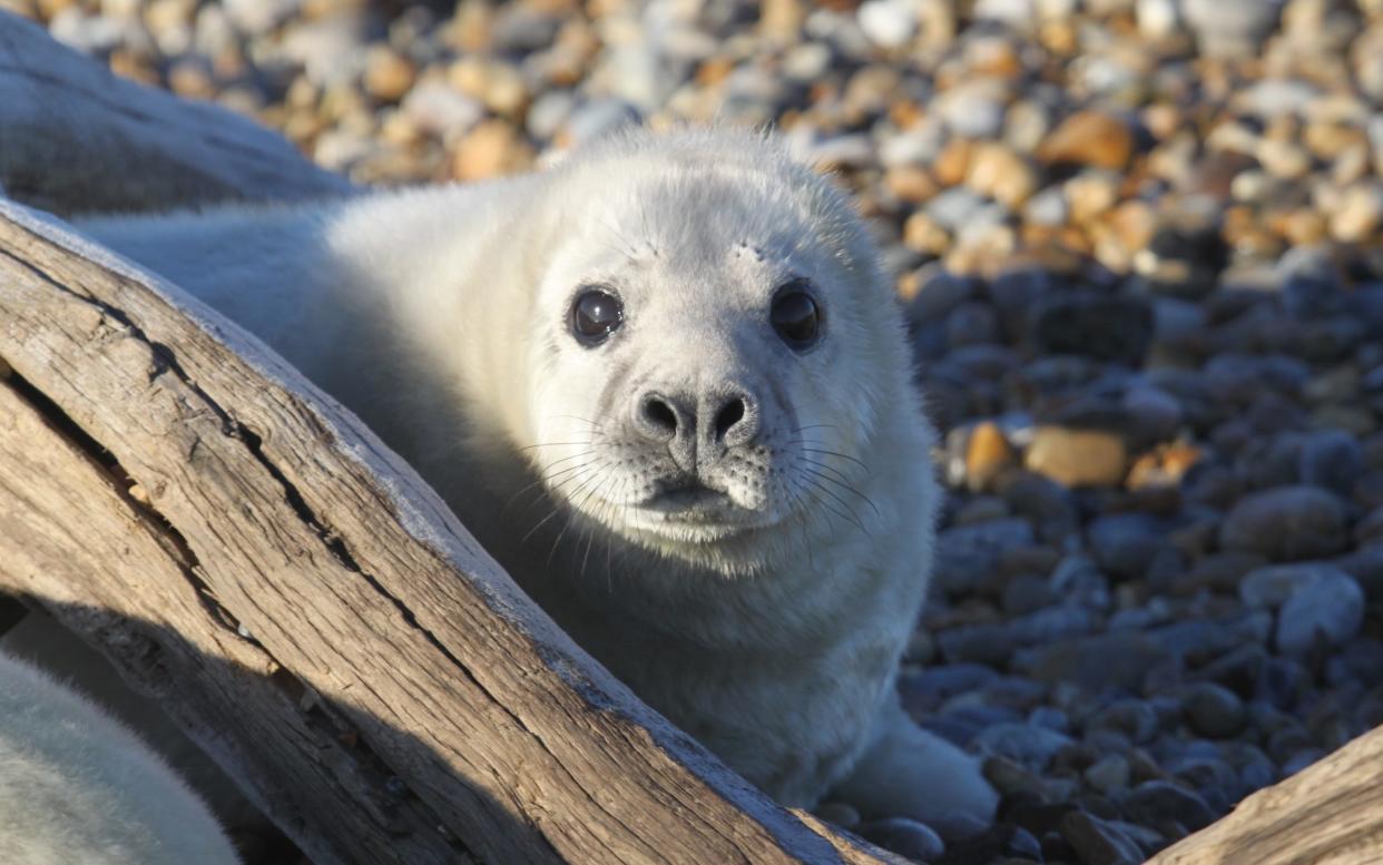 A grey seal at Orford Ness, Suffolk’s first breeding colony