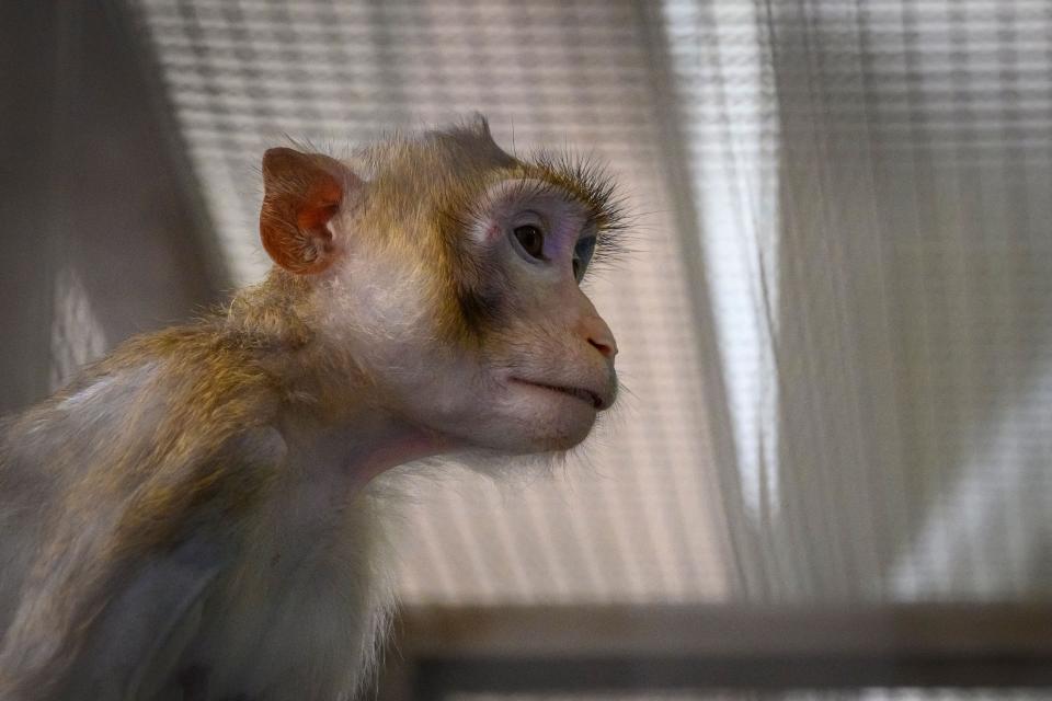 This file photo taken on May 23, 2020, shows a laboratory monkey sitting in its cage in the breeding center for longtail macaques at the National Primate Research Center of Thailand at Chulalongkorn University in Saraburi.