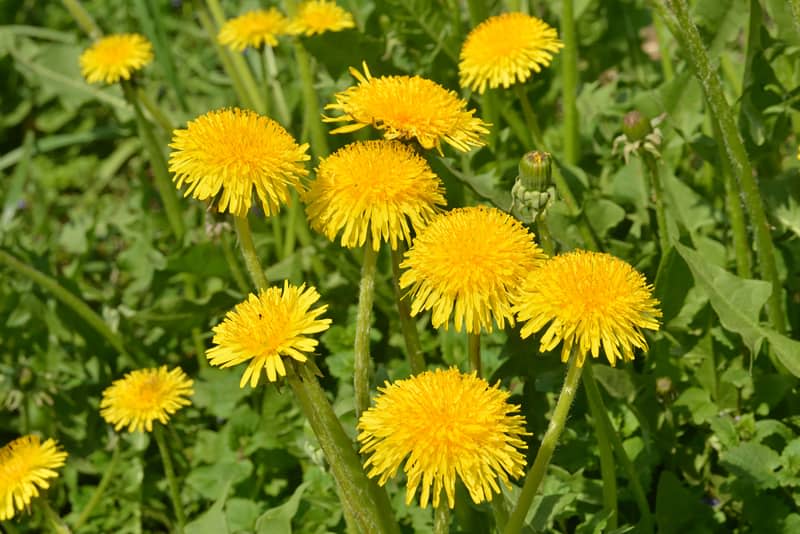 Yellow dandelions. Bright flowers dandelions on background of green spring meadows.