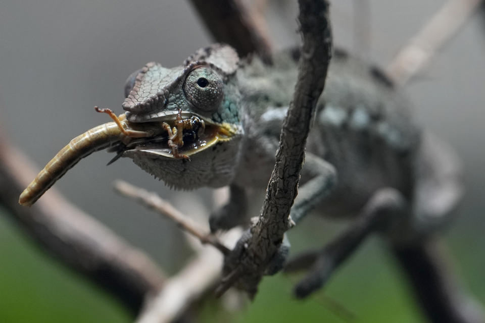 A Panther Chameleon eats an insect at London Zoo's new experience, The Secret Life of Reptiles and Amphibians ahead of its opening to the public on Friday March 29, in London, Monday, March 25, 2024. (AP Photo/Kirsty Wigglesworth)