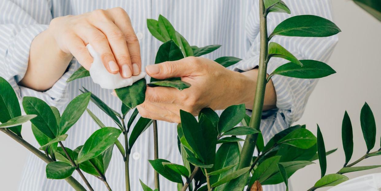 caring for flowers, wiping leaves of plant from dust and dirt zamioculcas zamiifolia plant in white flower pot on white table on light background houseplants with zamioculcas plant in home decor interior of modern scandinavian apartment