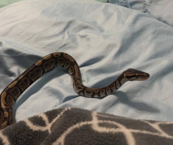 A python slithers on a soft surface with creases; image posted on a social platform by a user