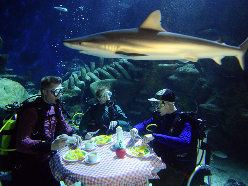 underwater aquarium divers