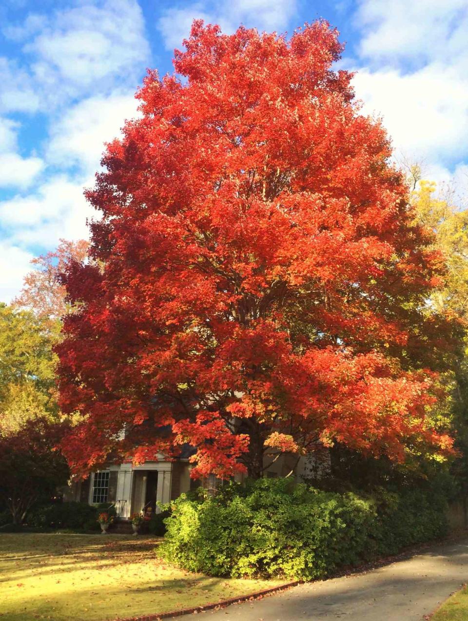 October Glory Red Maple Tree