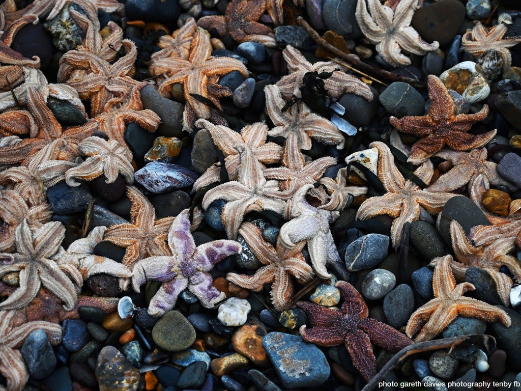 Starfish piled atop one another at Coppet Hall beach, Saundersfoot, following stormy weather (Gareth Davies Photography / @GDPTenby)