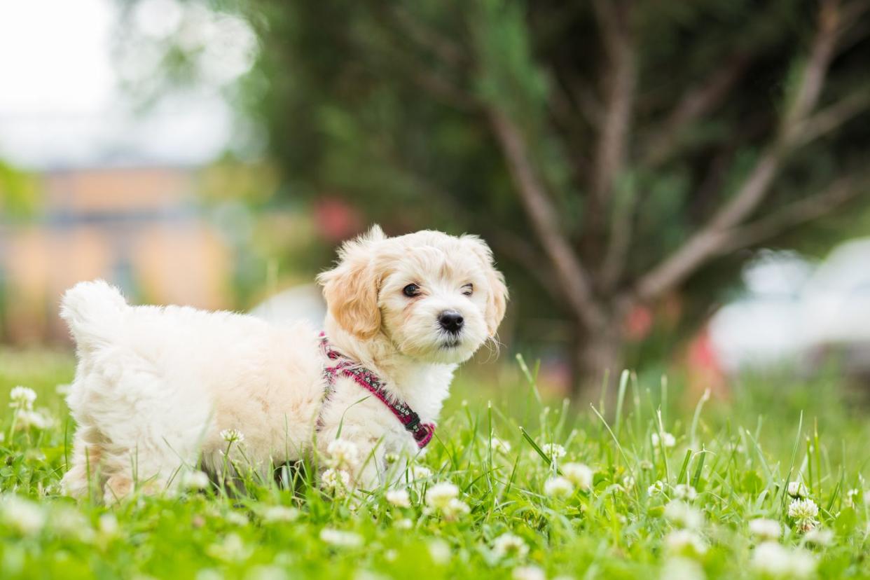 best small dog breeds bichon frise