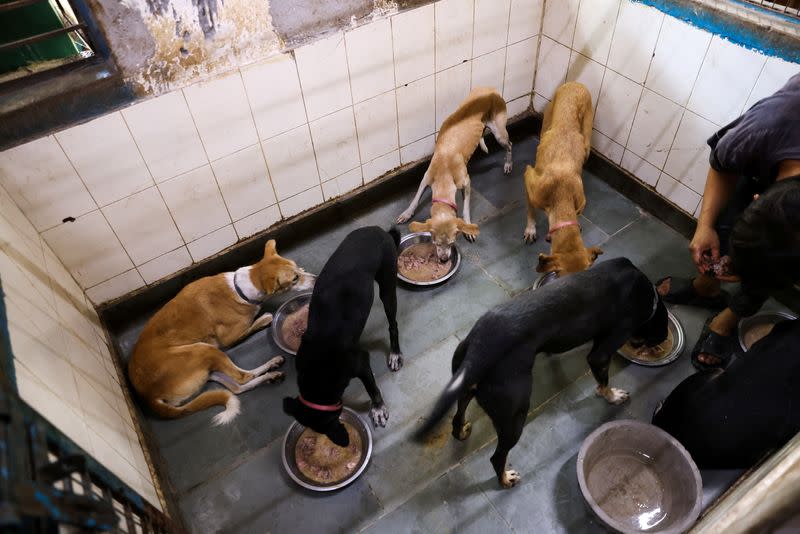 Friendicoes SECA is helping the Municipal Corporation of Delhi to catch stray dogs ahead of G20 summit, in New Delhi