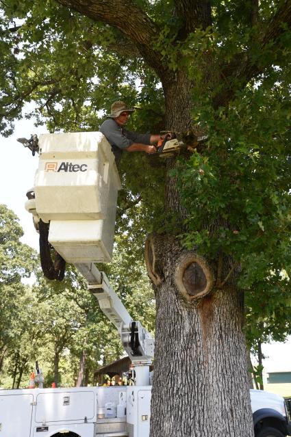 Mountain Home Parks Department employee Darryl Cheek cuts a limb from an oak tree Friday at Cooper Park in Mountain Home, Ark.