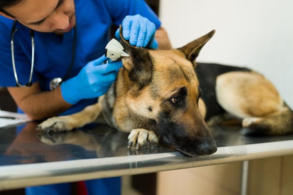 The Regina Humane Society is offering dog adoptions for as low as $25, which includes spaying/neutering, vaccinations, tattoo, microchip and a post-adoption veterinary exam.  (Shutterstock - image credit)