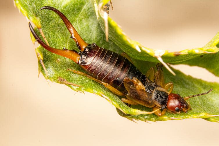 Earwig nestled inside a leaf