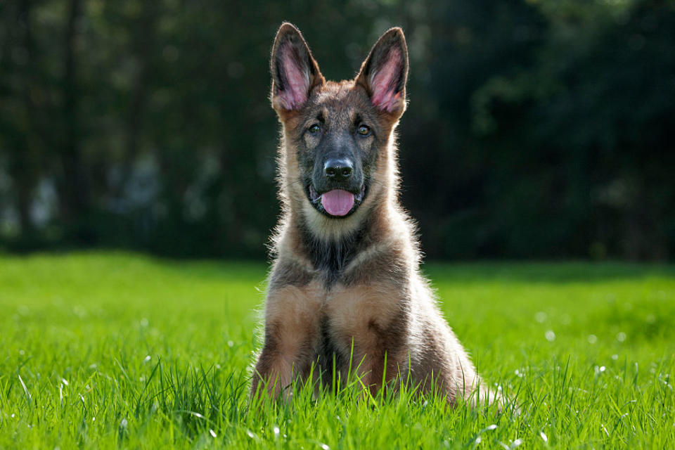 German shepherd dog (Canis lupus familiaris) pup sitting on lawn in garden