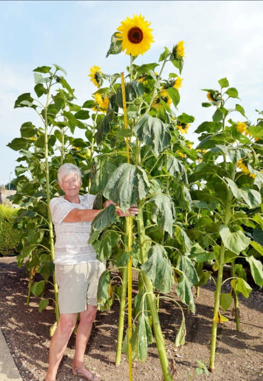 Pat Gore with her nine foot sunflower. 