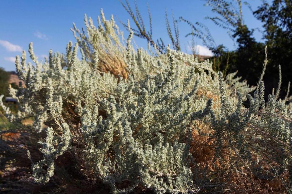 Krascheninnikovia lanata, also called Winterfat, is a white sage bush that is drought tolerant. 