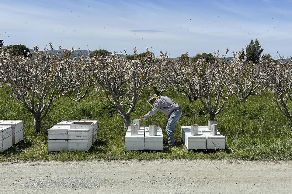 Beekeeper Gene Brandi tends to his hives at a cherry tree orchard in San Juan Bautista, Calif., Thursday, Aug. 6, 2023. (AP Photo/Terry Chea)