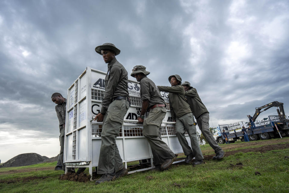 Itza, one of 17 rescued tigers and lions from Guatemala circuses is released at the Animal Defenders International Wildlife Sanctuary in Winburg, South Africa, Tuesday Jan. 21, 2020. (AP Photo/Jerome Delay)