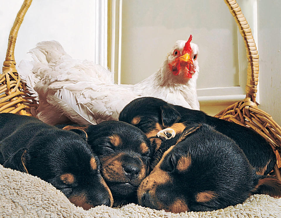 Watchful Mabel and her brood of puppies. (Photo by Adam Harnett/Caters News Agency/National Geographic)