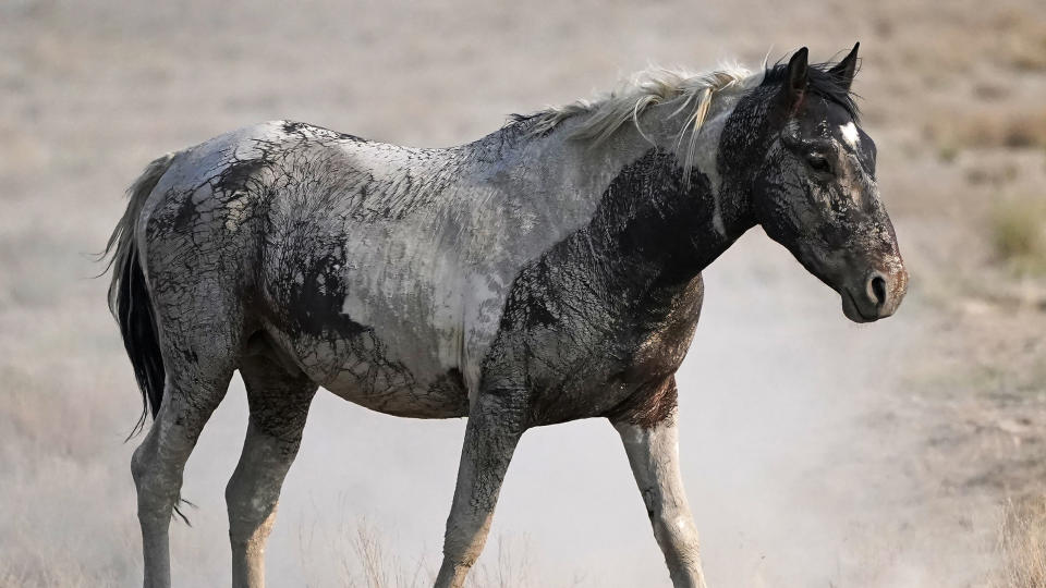 A wild horse walks from a watering trough on July 9, 2021, near U.S. Army Dugway Proving Ground, Utah. Mustangs from this herd were later rounded up as federal land managers increased the number of horses removed from the range during an historic drought. They say it's necessary to protect the parched land and the animals themselves, but wild-horse advocates accuse them of using the conditions as an excuse to move out more of the iconic animals to preserve cattle grazing. (AP Photo/Rick Bowmer)