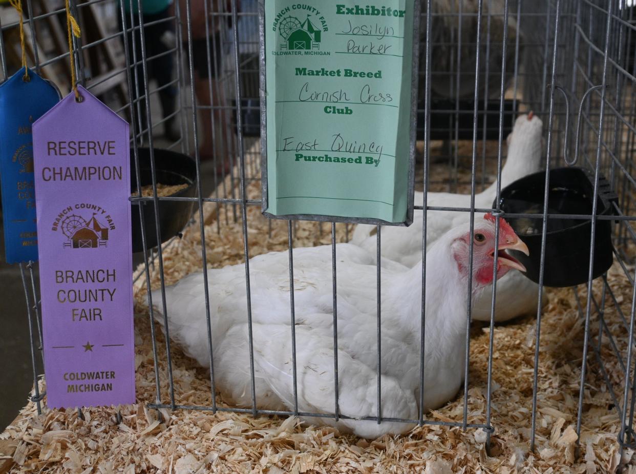 Prize Cornish cross chickens on display in the Poultry Barn at the Branch County Fair.