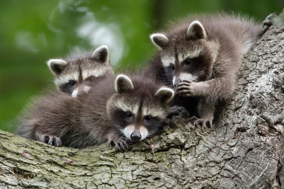 Three raccoons in a tree. One appears to be whispering to another.