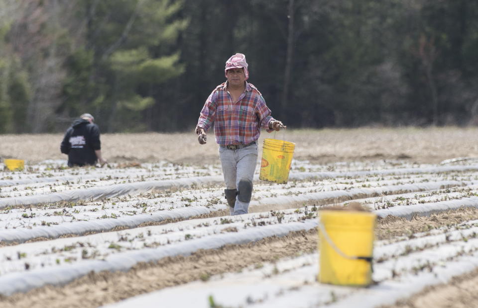 FILE - In this May 6, 2020, file photo, a temporary worker from Mexico plants strawberries on a farm in Mirabel, Quebec as the COVID-19 pandemic continues in Canada and around the world. The coronavirus pandemic has brought hard times for many farmers and has imperiled food security for many millions both in the cities and the countryside. (Graham Hughes/The Canadian Press via AP, File)