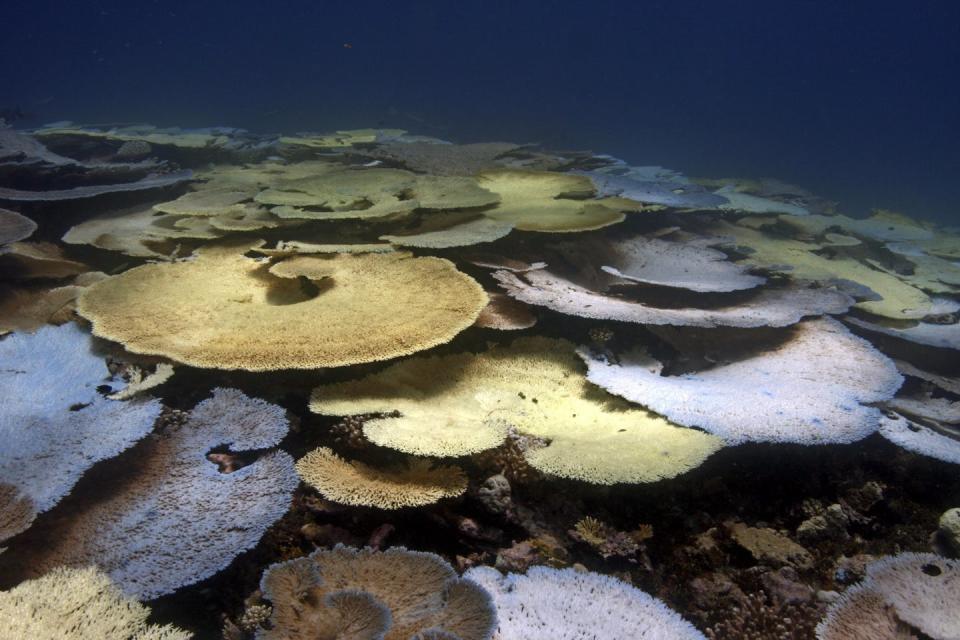 <span class="caption">Table corals bleaching in the Chagos Reef.</span> <span class="attribution"><a class="link " href="https://www.livingoceansfoundation.org/publication/global-reef-expedition-chagos-archipelago-final-report/" rel="nofollow noopener" target="_blank" data-ylk="slk:Derek Manzello/Khaled bin Sultan Living Oceans Foundation;elm:context_link;itc:0;sec:content-canvas">Derek Manzello/Khaled bin Sultan Living Oceans Foundation</a></span>