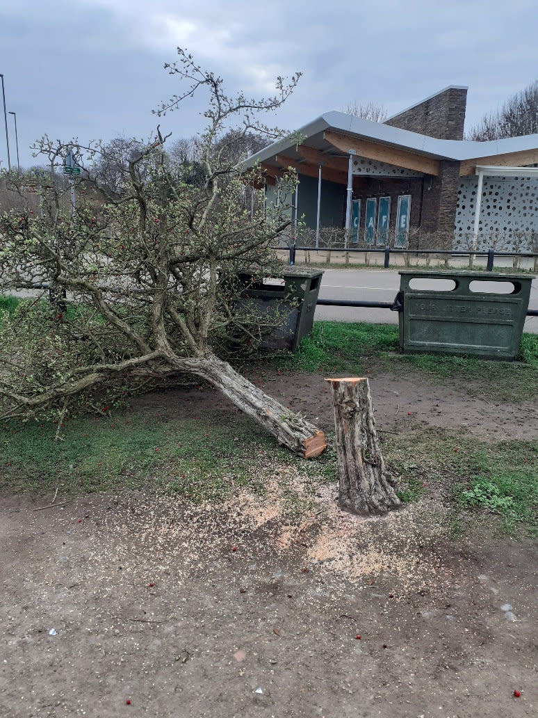 Trees cut down on busy roads, walkways and along the banks of the River Thames in the Cowey Sale area of Walton-on-Thames, Surrey. See SWNS story SWNNtrees. An upmarket town is in uproar after a chainsaw vandal felled more than a dozen trees in a spate of mysterious attacks. Huge trees by busy roads, walkways and along the banks of the River Thames have been scythed down by the phantom lumberjack. Police are investigating the seemingly random attacks that targeted trees in the Cowey Sale area of Walton-on-Thames, Surrey, which is in an area of outstanding natural beauty. Locals started noticing stumps appearing in the picturesque area at the end of last month, with some saying similar vandalisms occurred in nearby Weybridge.
