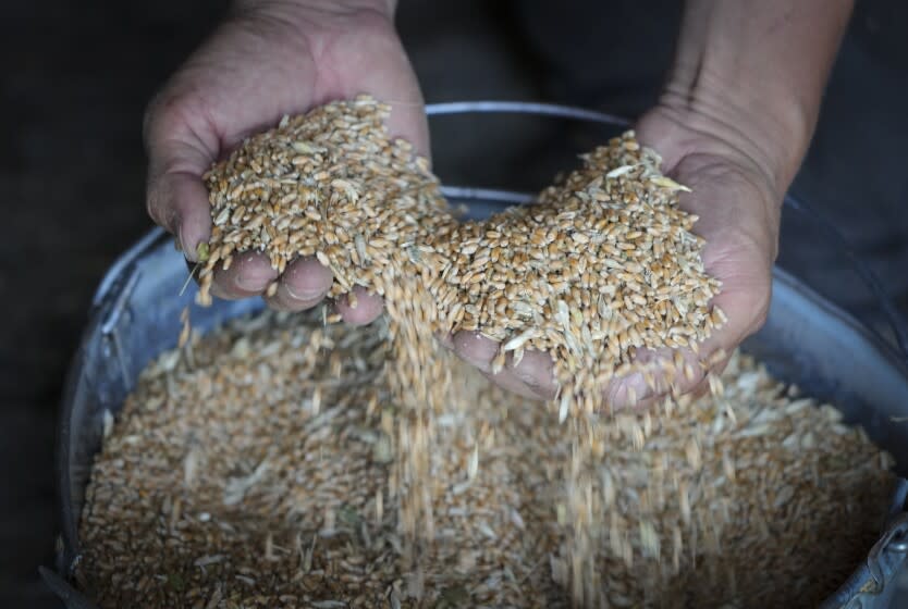 FILE - Farmer Serhiy shows his grains in his barn in the village of Ptyche in eastern Donetsk region, Ukraine, Sunday, June 12, 2022. Russian hostilities in Ukraine are preventing grain from leaving the 