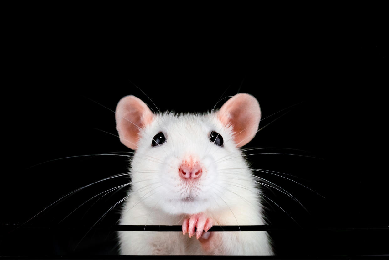 Cute white pet rat portrait with black background. Front on symmetrical view of face with paw under chin. Rattus norvegicus domestica.