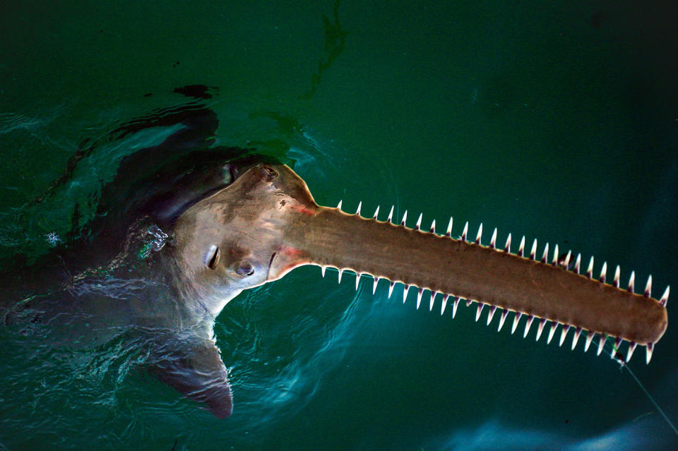 A sawfish sticks it's head out of the water (Ronald C. Modra / Getty Images file)