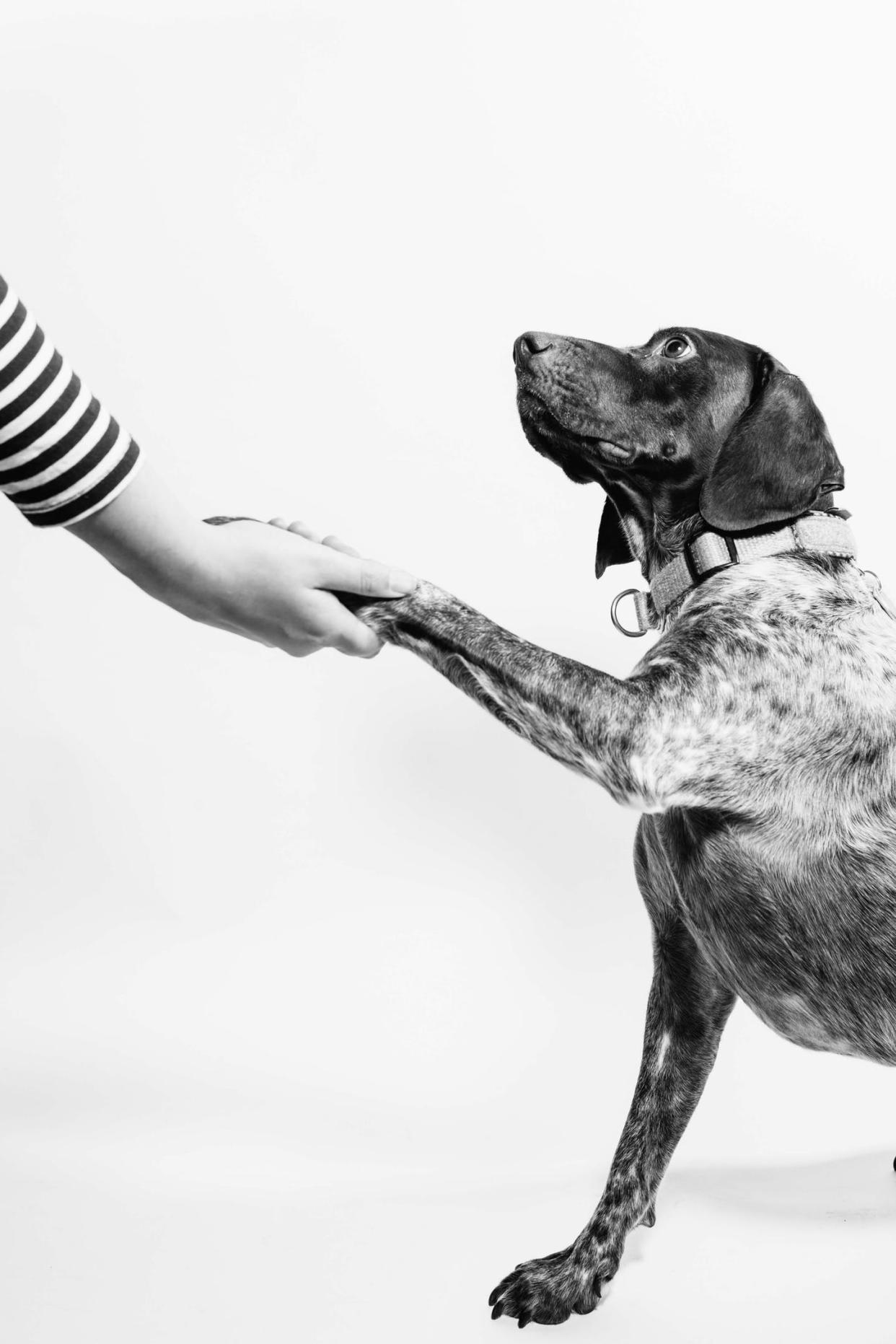 <span class="caption">Dogs can understand a range of human words.</span> <span class="attribution"><span class="source">(Fabian Gieske/Unsplash)</span>, <a class="link " href="http://creativecommons.org/licenses/by-sa/4.0/" rel="nofollow noopener" target="_blank" data-ylk="slk:CC BY-SA;elm:context_link;itc:0;sec:content-canvas">CC BY-SA</a></span>