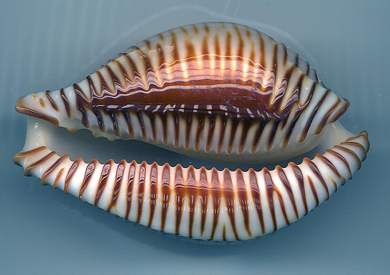 The Bailey-Matthews National Shell Museum’s free online lecture series continues at 5 p.m., Oct. 12 with “The Charisma of Cowries,” led by Dr. José H. Leal, museum science director and curator. Above: Periserosa guttata.