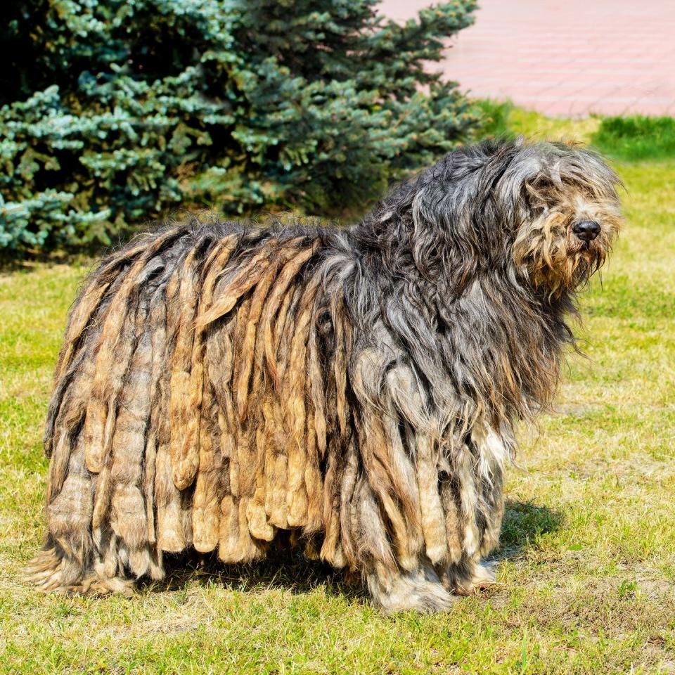 Bergamasco Sheepdog