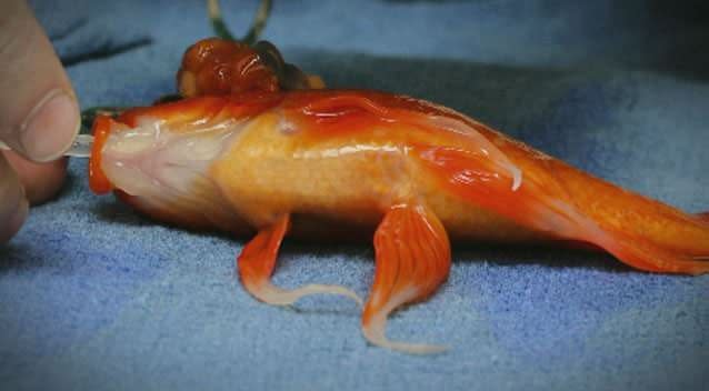 George the goldfish is recovering after life-saving surgery to remove a tumour. Photo: Supplied (Lort Smith)