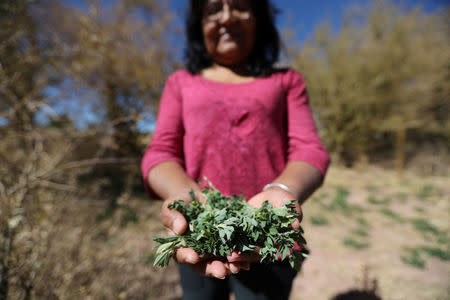 Former president of the Atacamenos Peoples Council, Ana Ramos, holds up a handful of alfalfa on a dried alfalfa field at Salar area next to San Pedro de Atacama, Chile, August 15, 2018. REUTERS/Ivan Alvarado