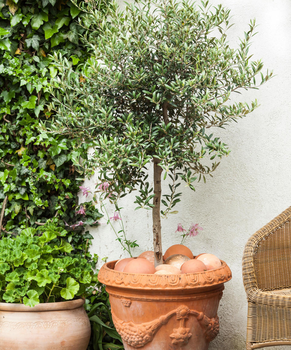 <p> If you live in a reasonably warm region, trees don&#x2019;t get much easier to look after than an elegant olive. They are slow growing with attractive silvery, sage-coloured foliage which is evergreen.&#xA0; </p> <p> There are a few essential care tips. If you are growing an olive tree in a garden planter, it will need watering weekly in hot dry periods in summer, and it&#x2019;s a good idea to give it a feed in spring with a granular fertiliser.&#xA0; </p> <p> If temperatures drop to below 10&#x2DA;F (-12&#x2DA;C) for long periods in your region or state, the olive tree will need to be over-wintered inside. But in sheltered gardens, when it&#x2019;s likely to drop below 14&#x2DA;F (-10&#x2DA;C), throwing a horticultural fleece coat over the tree should be enough to keep it from frost damage.&#xA0; </p>