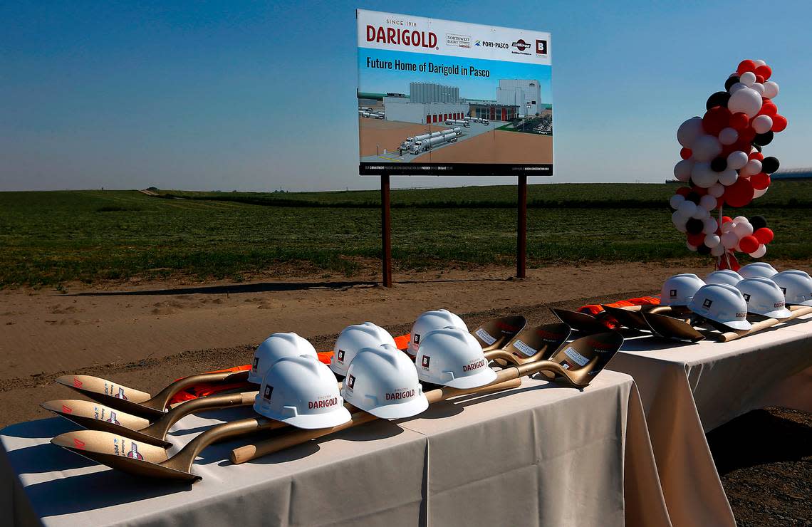 Hard hats, safety vests and shovels painted gold sit on tables for use in the ceremonial ground breaking for the new Darigold dairy production facility off North Railroad Avenue in Pasco.