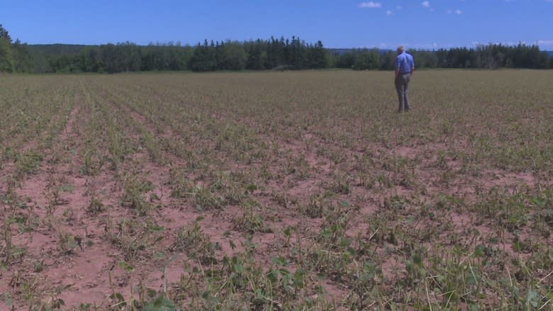 Wild weekend weather causes extensive damage in Eastern P.E.I.