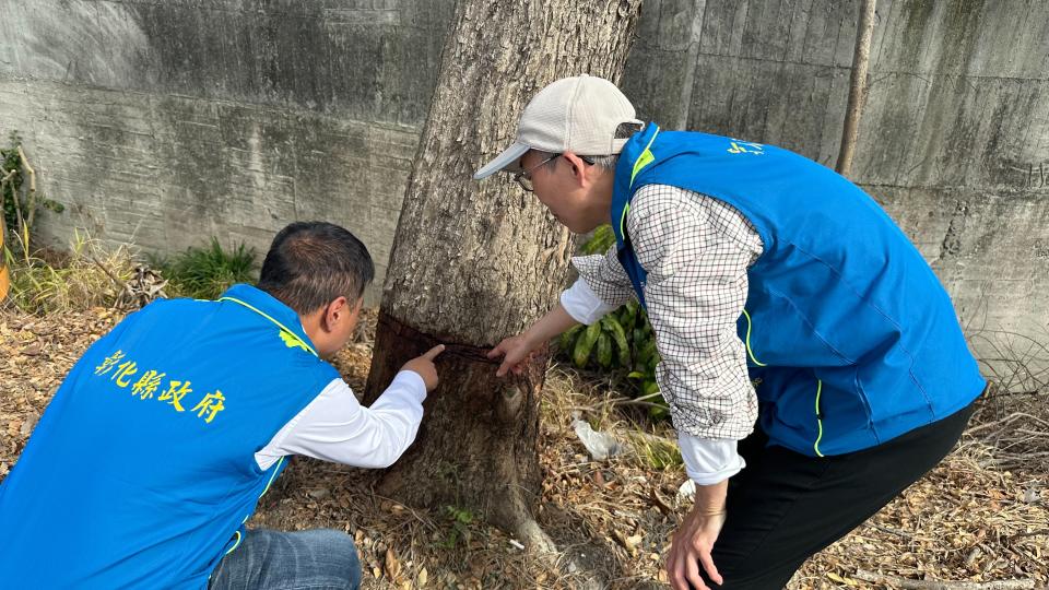 糖鐵國家綠道行道樹遭人環狀剝樹皮。（圖／林淑玲提供）