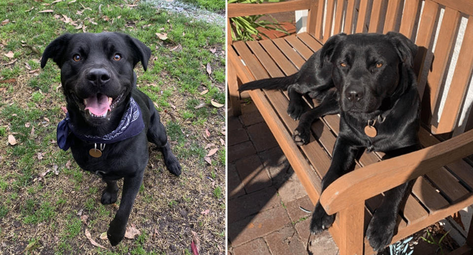 Black labrador-French mastiff cross dog Leo. 